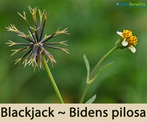 black jack plant benefits